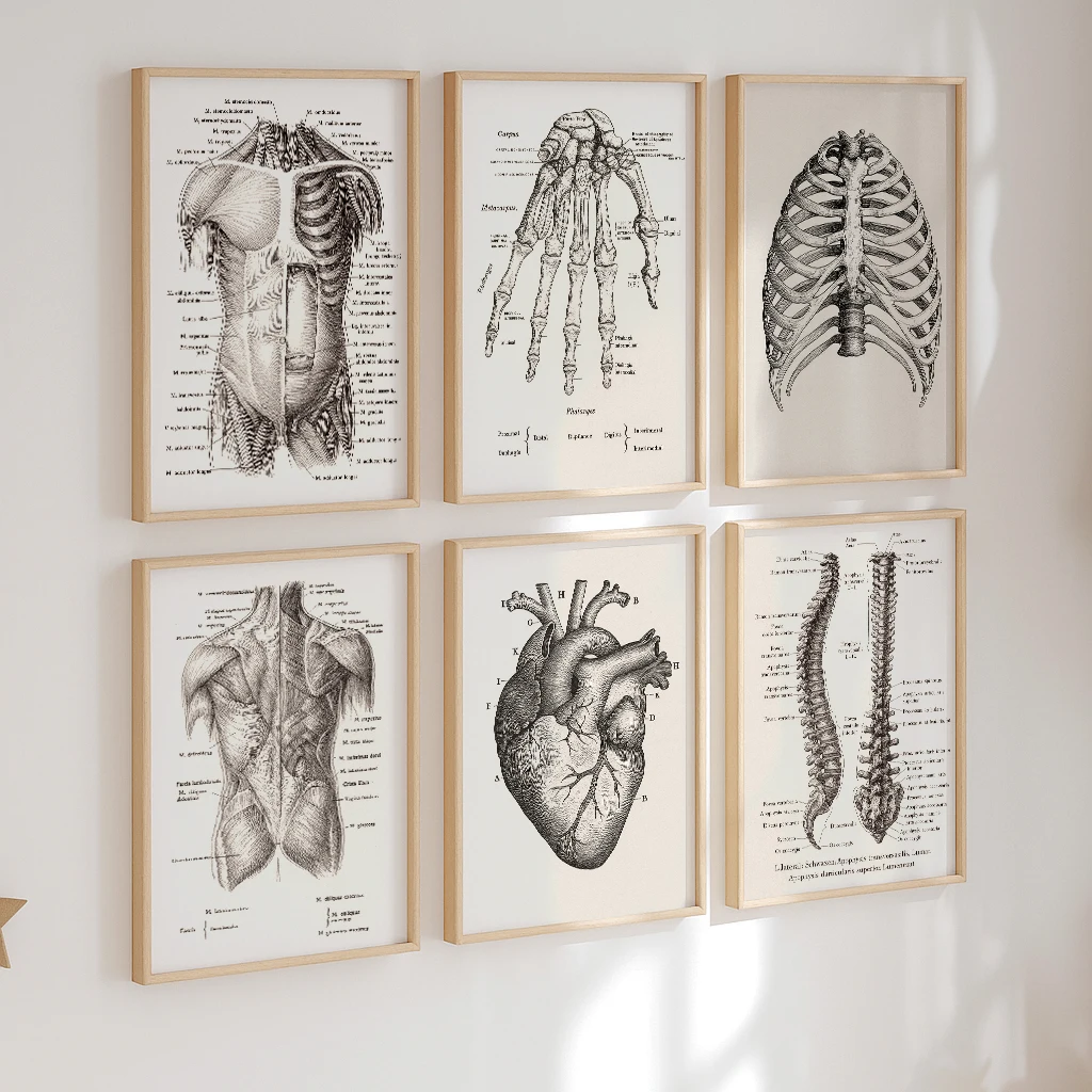 Badminton Poster - Set mit 6 Anatomie-Leinwandbildern Vintage Medizinische