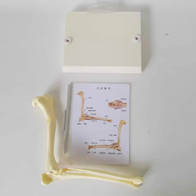 Dog Canine Elbow Joint Model Veterinary Teaching Research Animal Skeleton Anatomy Model Display