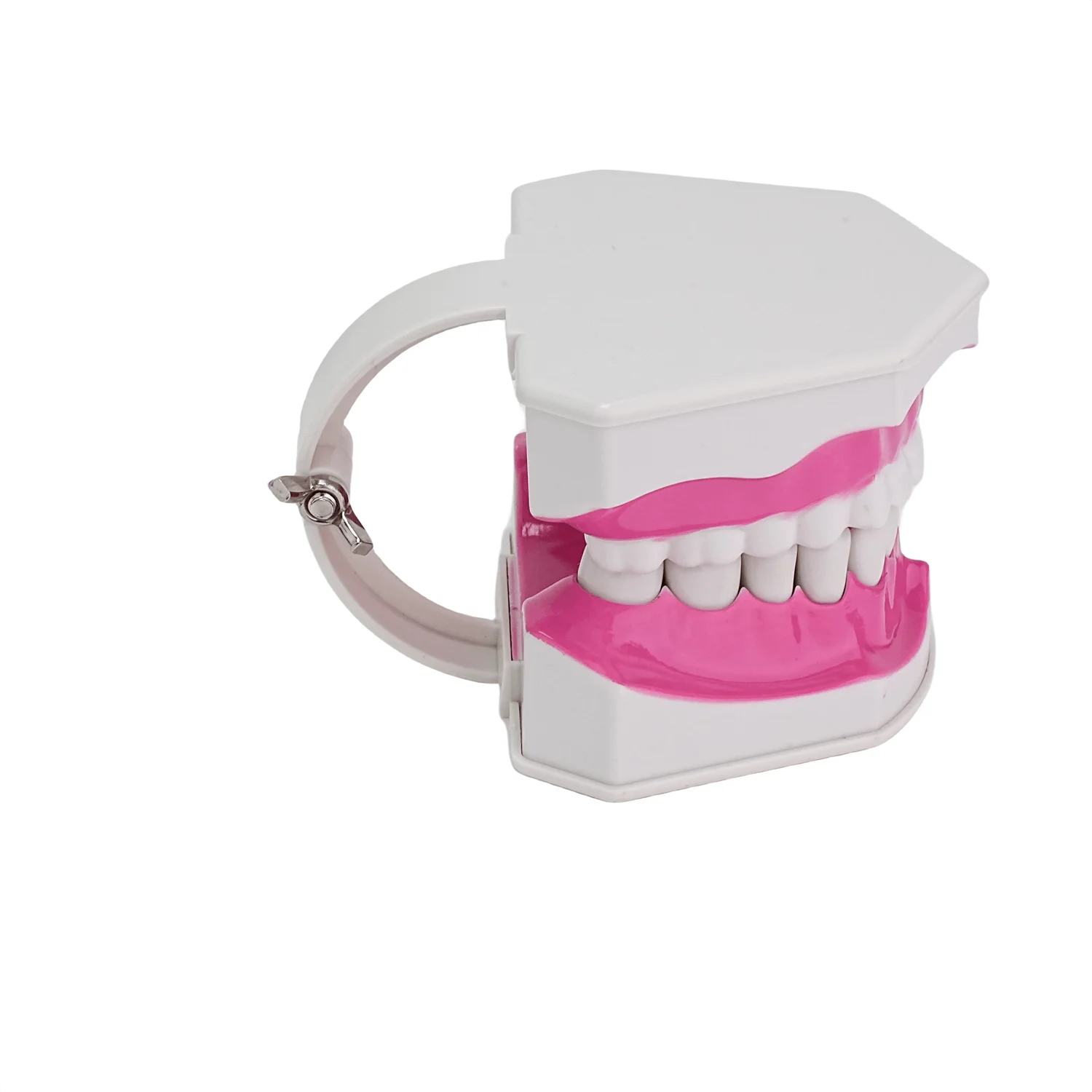 Dental Typodont Dentes Modelo, Dente removível Ensinar Prática Modelo, Ensino Estudo, Demonstração Modelo