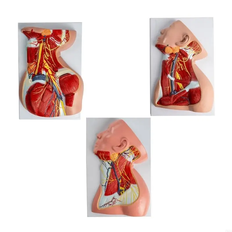

J60A Human Neck Muscles Blood Vessels and Nerves Anatomy Model for Diseases Study