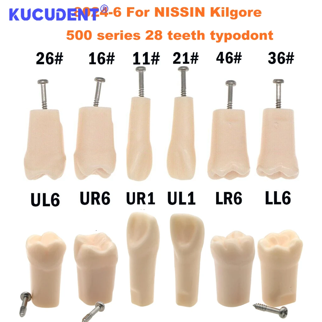 Dental Teeth Model Restorable And Removable Models Of Diseased Teeth Resin Denture Practice Tooth For Dental Technician Practice