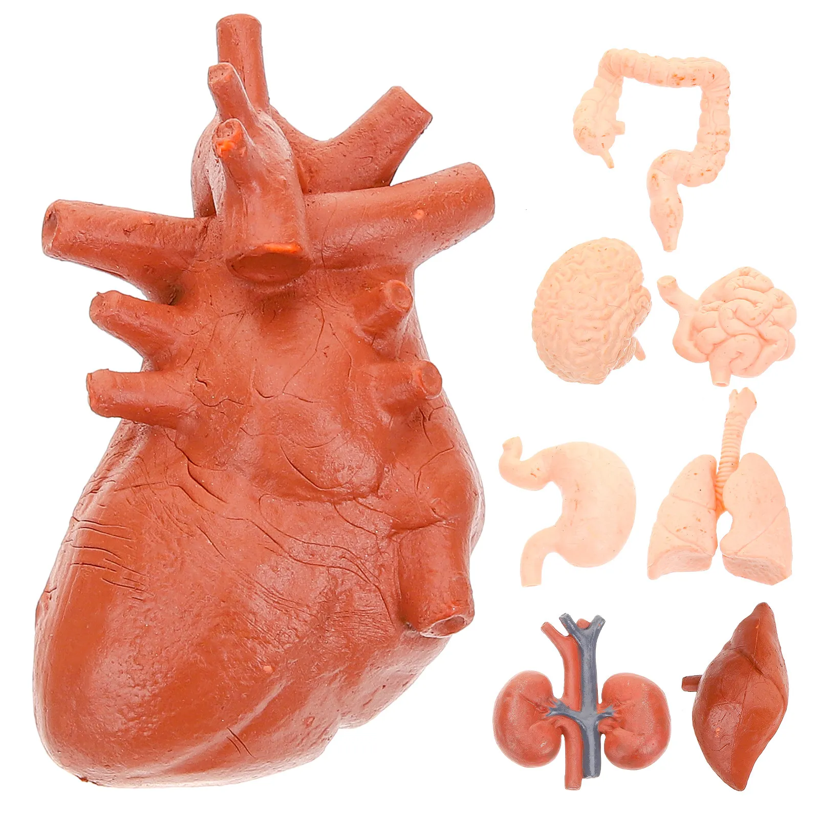 8Pcs Montessori Simulated Organ Teaching Set Human Anatomy Anatomical Props for Doctors Students Classroom Education