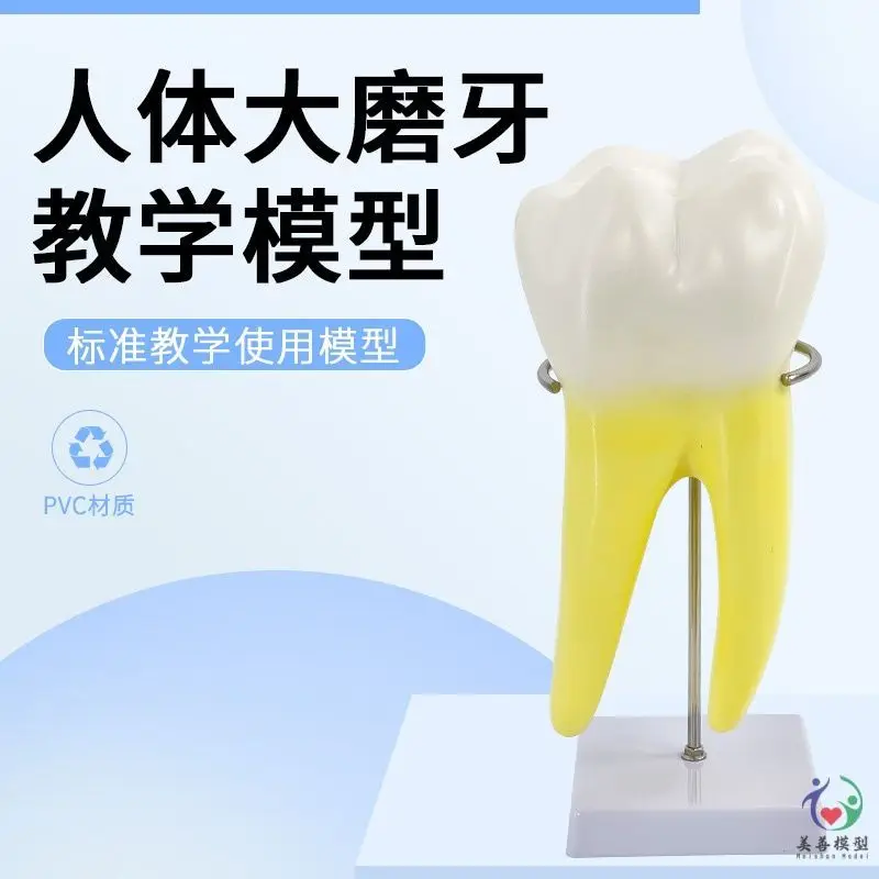 

Human Tooth Model Molar Enlarged Anatomy 2 Parts Tooth Structure Tooth Model Toy Kindergarten Children's Teaching Aids
