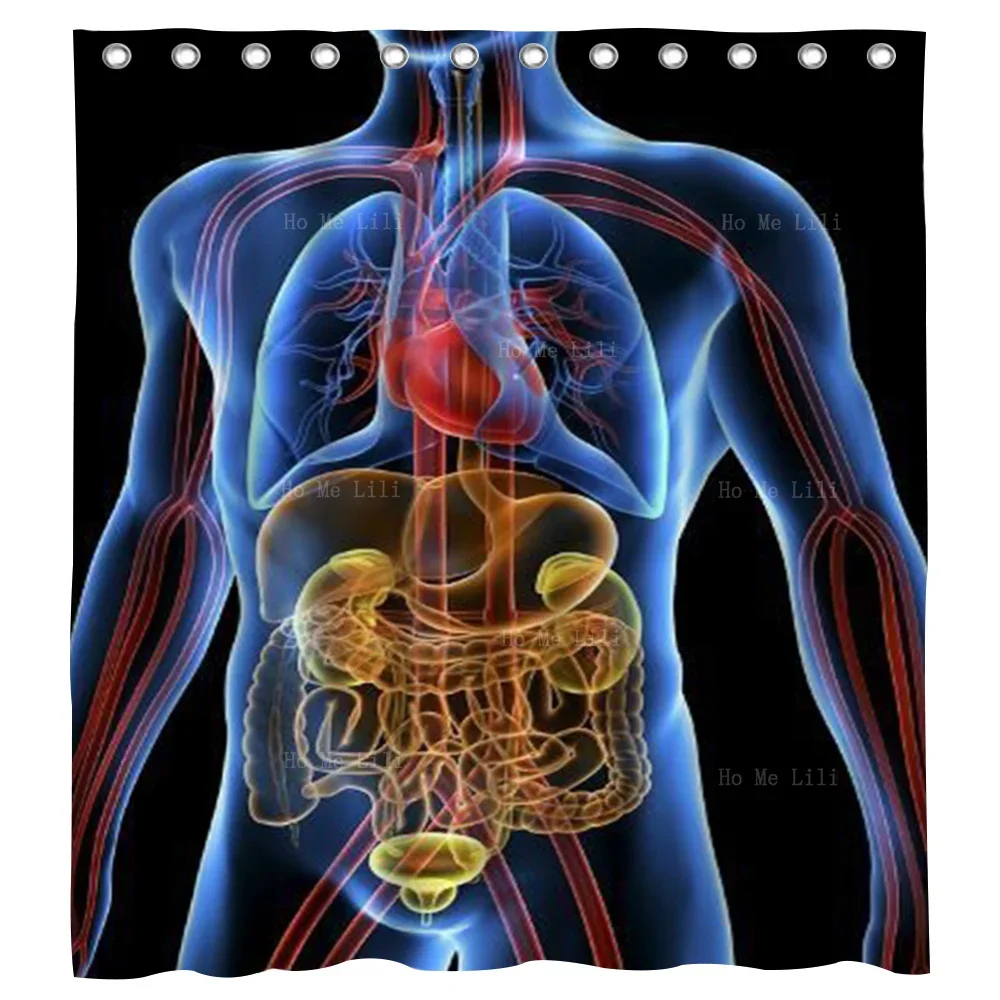 The Transparent Body Shows The Heart And Main Locations And The Visceral Neurolymphatic Circulatory System