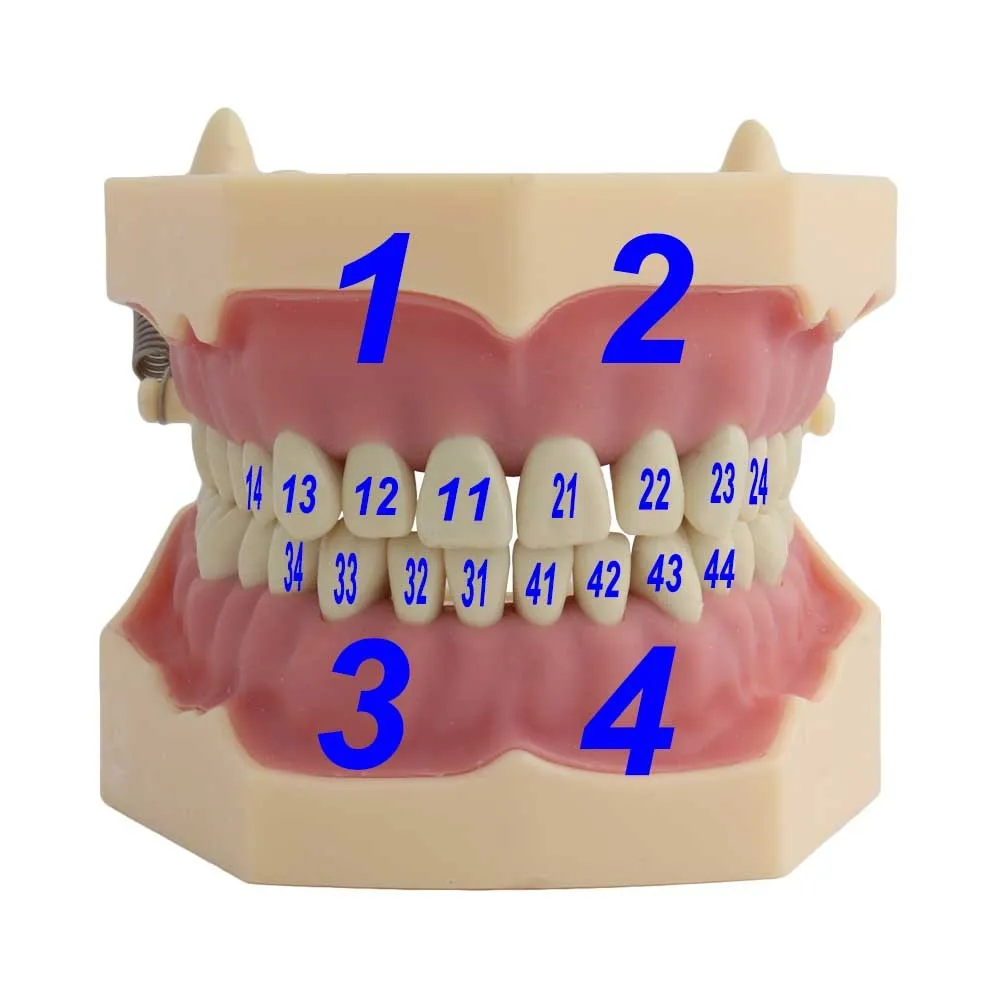 Dental Teeth Model Fit Frasaco Teeth Model Dental Teaching Model Demonstration Tooth Model Removable 32 pcs Teeth Available