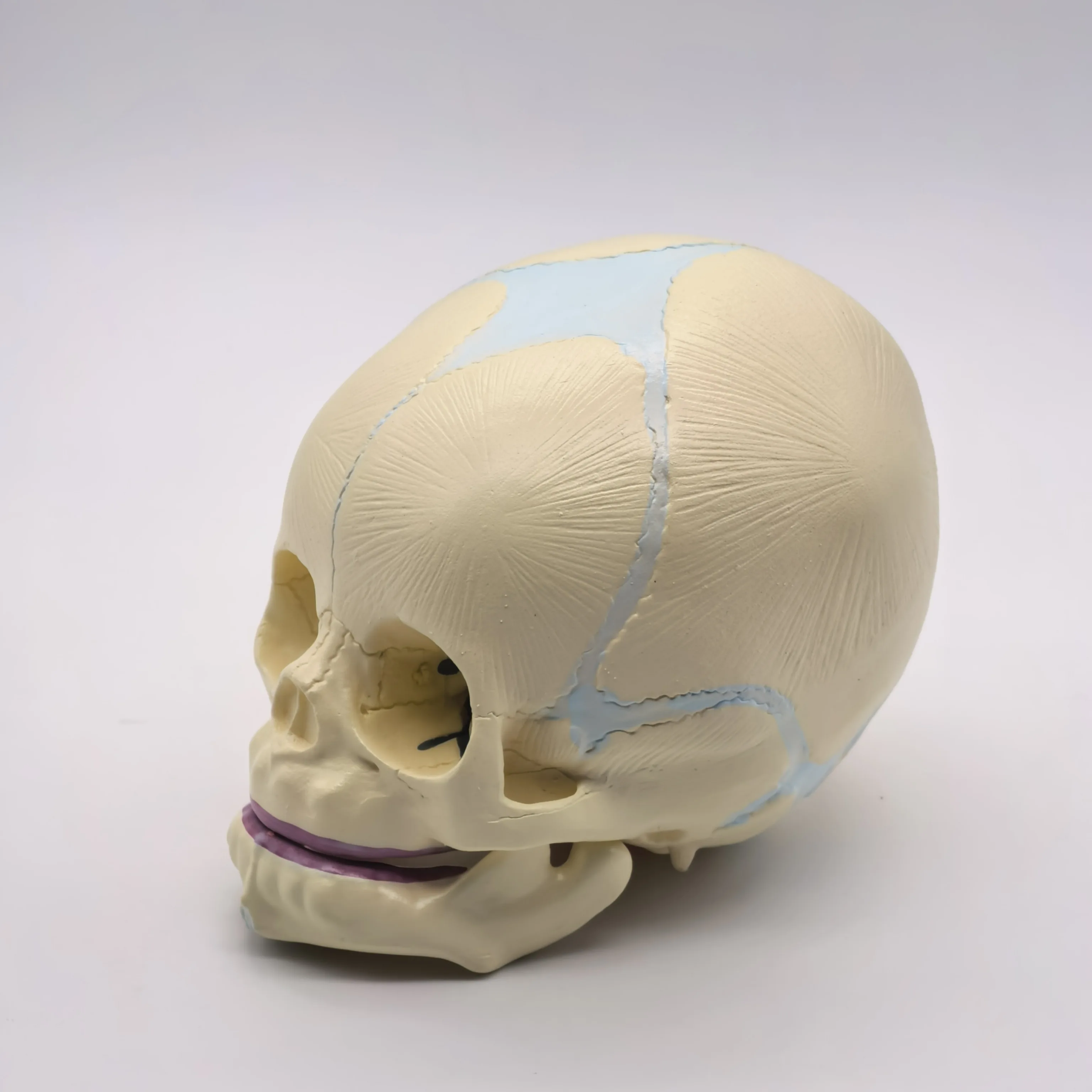 PVC Human Fetal Baby Infant Anatomical Skull Model High Simulation for Medical Art Sketch Educational Toy