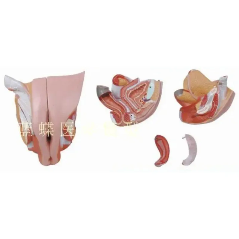 4 Parts Human Female Internal External Reproductive Pelvic Cavity Perineum Uterus Structure Anatomical Model