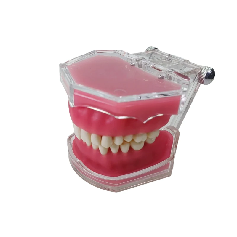 1Pcs Dental Extraction Model Dental Practice Tooth Model All Teeth Detachable Teaching Standard Teeth Dental Teaching Model