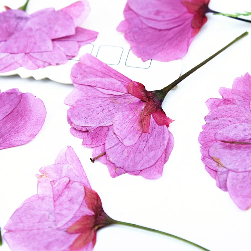 24 Stück, echte gepresste Kirschblüten, getrocknete Blumen für DIY-Handy-Lesezeichen, Grußkarten, Epoxidharz-Schmuck, Kerzenherstellung, Bastelzubehör – Detail 6