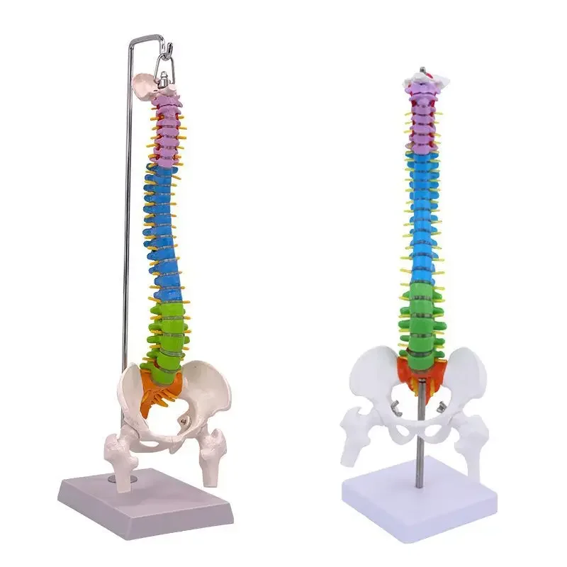

45CM Human Spine Model With Pelvis, Femur, Coccyx, Spinal Skeleton, Lumbar Vertebrae, Cervical Spine Assembly, And Orthopedics