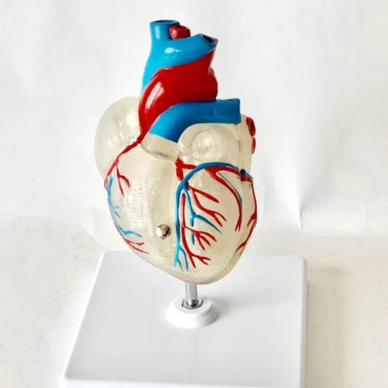 

New high-quality genuine 1:1 human heart anatomical model