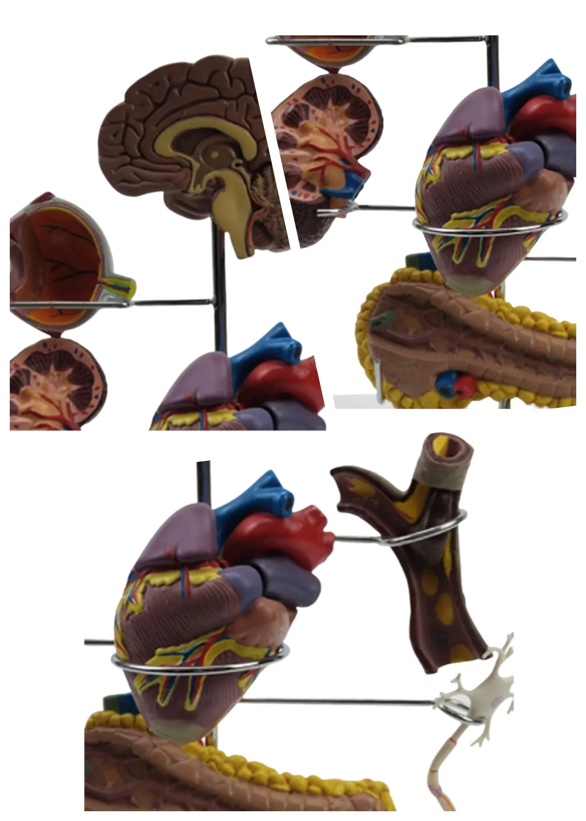 

Уникальная модель диабета из ПВХ, анатомический орган, медицинский обучающий инструмент для обучения больниц и образовательного использования в медицинских наук
