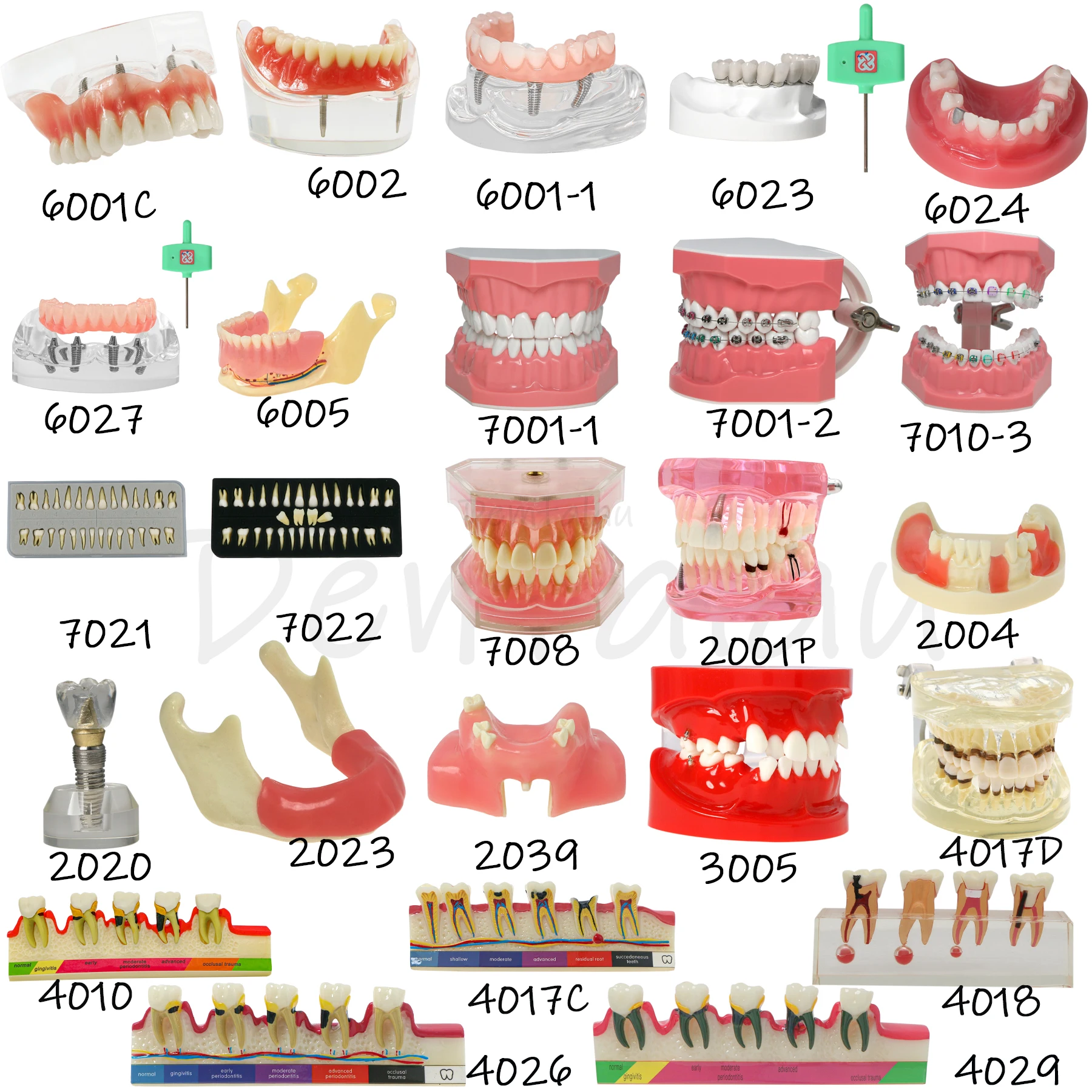 

Dental models Implant restorations Disease models Dental teaching Research presentations Dentist training Removable dental model