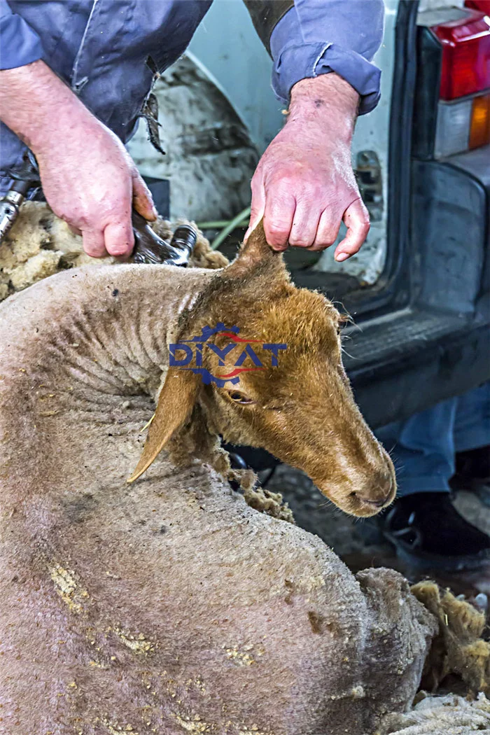 Tagliacapelli per pecore di alta qualità