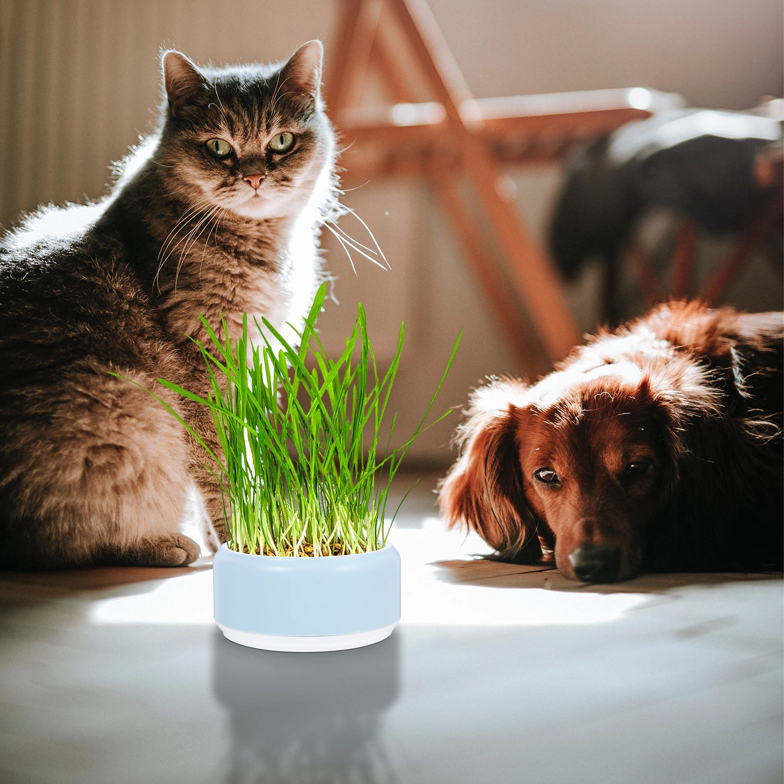 

Cat Grass Planting Box For Pet Hydroponic Soilless Nursery Planter Growing Kit Practical Pet Cat Plant Box Home Use