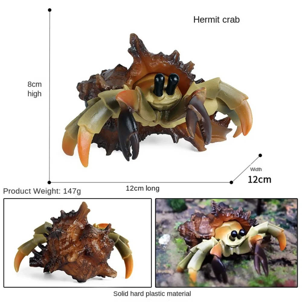 Figurine de crabe ermite d'Auckland, modèle animal réaliste, simulation d'animaux marins, modèle solide, jouets marins en plastique, collection