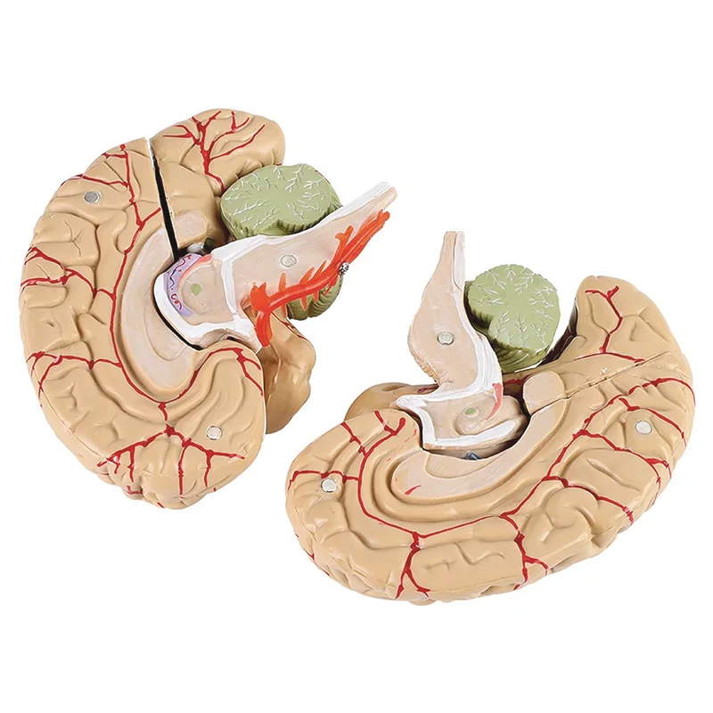 Life Size Human Brain Anatomy Model With Display Base Brain Anatomical Model Teaching Lab Supplies