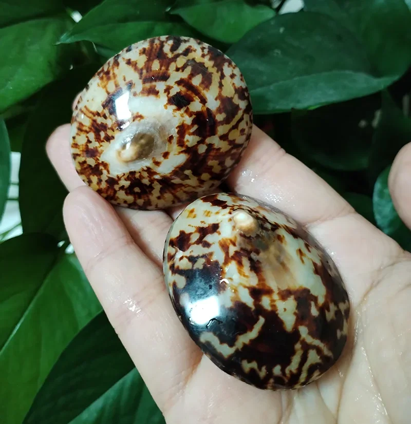 Cellana Testudinaria, ракушка, черепаха, форма ракушки, натуральный моллюск, средиземноморский домашний декор, креативный DIY аквариум, аквариум, пейзаж