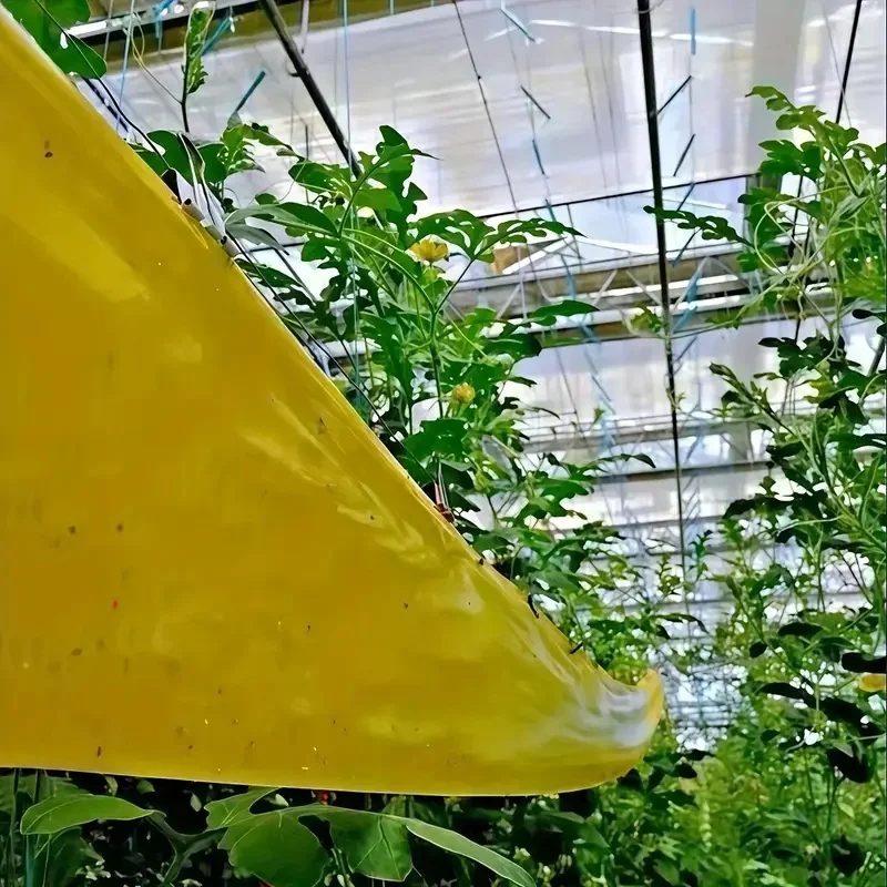 1 Rolle doppelseitiges klebriges Insektensperrband, wirksam gegen Schädlingsbekämpfung im Freien, selbstklebend, geeignet für Bäume, Gärten – Detail 5
