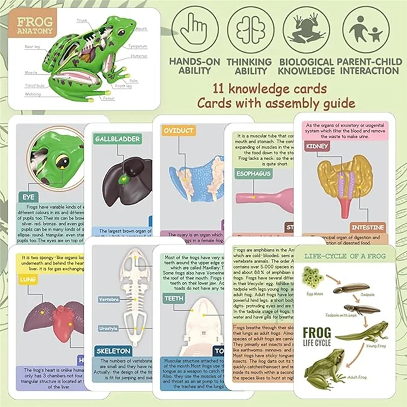 Modelo de anatomia de sapo 4d, órgãos de sapo destacáveis, educação de biologia, quebra-cabeça de ensino, brinquedos novidade para crianças