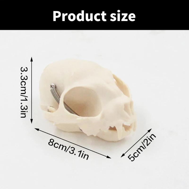 القطط التشريحية مجسم لجمجمة القطط الحيوانية رئيس الهيكل العظمي نموذج سنوريات رئيس العظام