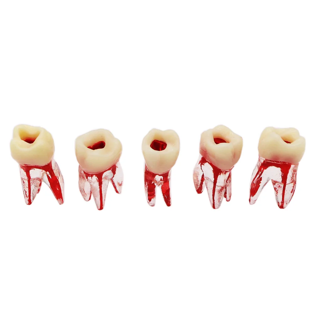 Dental Teeth Model Endodoncia Root Canal Transparent Resin for RCT/MTA Practice Study M8007 M8008