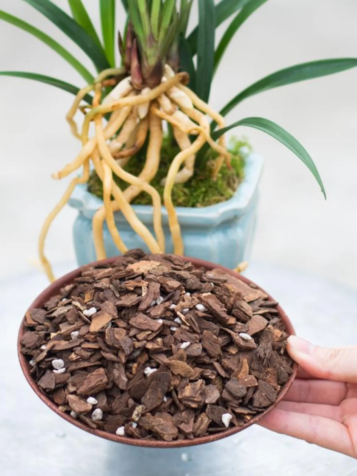 

Special Orchid Soil Pine Bark Mulch Orchid Iron Flask Planting Substrate Breathable Nutritious Medium for Wedding S...