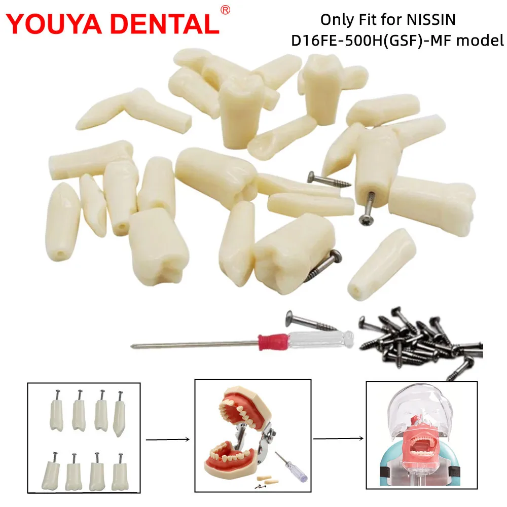 28pc Dental Training Model Dentistry Resin Tooth Dental Teeth Model For Dental Technician Practice For NISSIN D16FE-500H(GSF)-MF