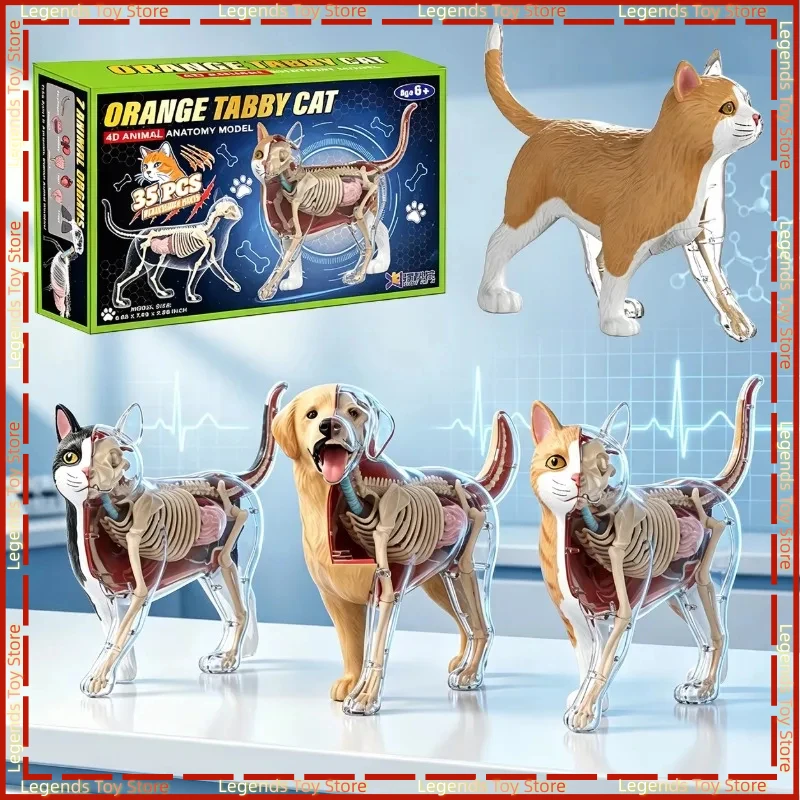 4D Cat Dog Anatomy Model Toy Kids Educational Learning Animal Skeleton Model Detachable Organs STEM Biology Assembly Toy
