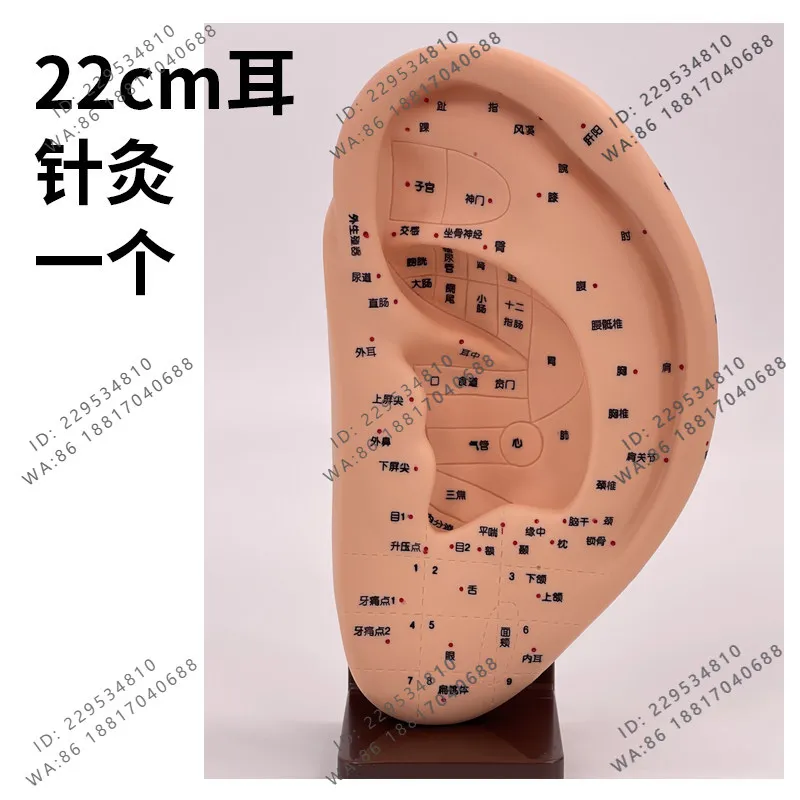22Cm ultra-clear acupoint lettering auricular point model, auricular acupuncture point model