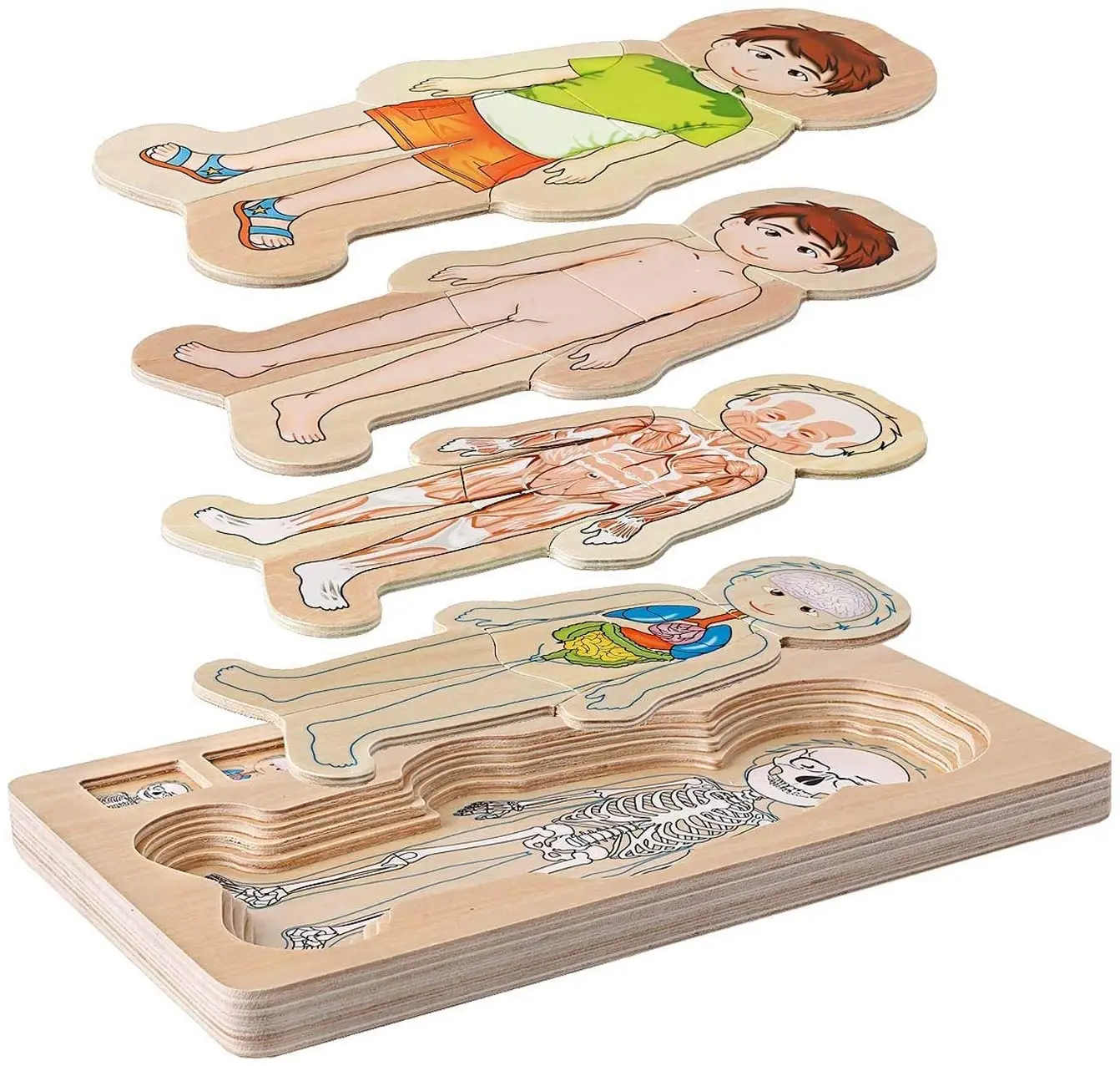 

Children Wooden Human Body Puzzle Anatomy Play Skeleton Toy 5 Layers Body Structure Montessori Jigsaw Puzzles Preschool Learning