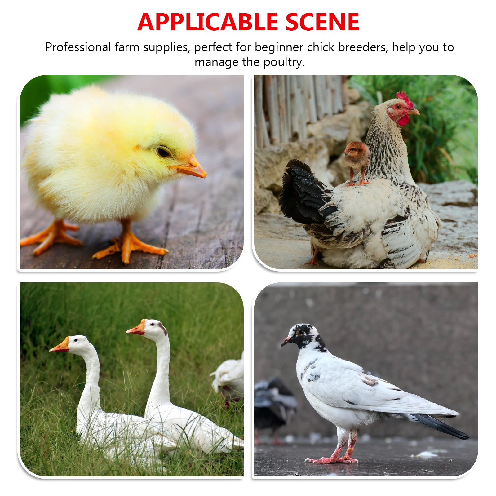 

10pcs Chicken Water Dispenser Poultry Drinking Cup Farm Supplies Large Capacity Hanging Feeder For Chickens Ducks Geese Pigeons