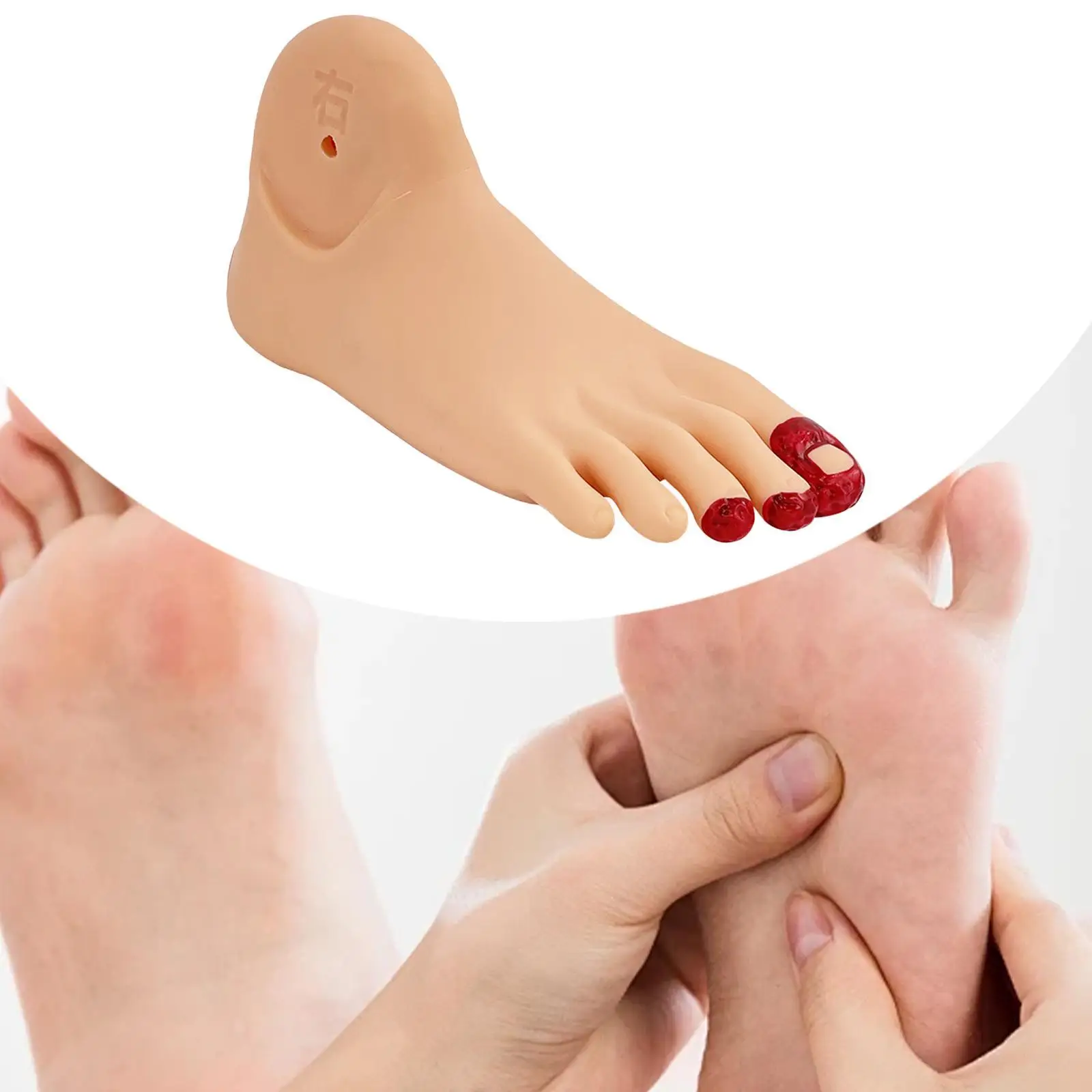 Simulation Model Diabetes Foot Care Model Educational Model Flexible Diabetes Foot Model for Science Science Classroom