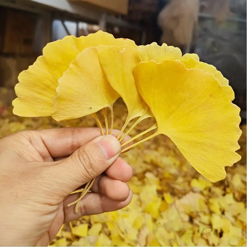 Natural Ginkgo Biloba Dried Leaves For Candle Making Kit, DIY Soap, Resin Jewelry, Handicrafts & Health Beauty Craft Supplies