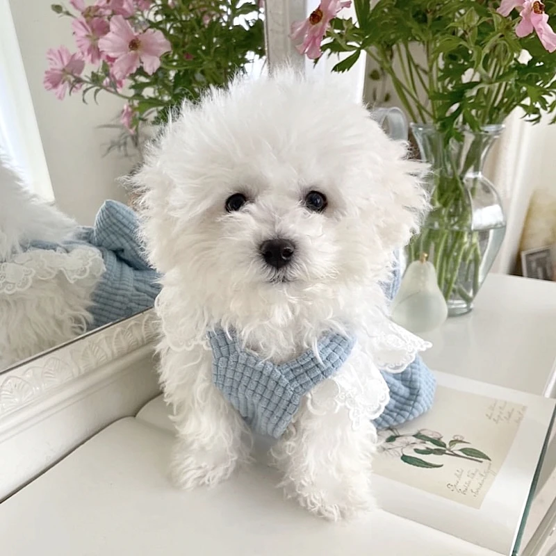 Pet Princess Dress Teddy Winter Dress Yorkshire Bow Strap Dress Dog Warm Dress Solid Color Dog Clothes Pet Supplies