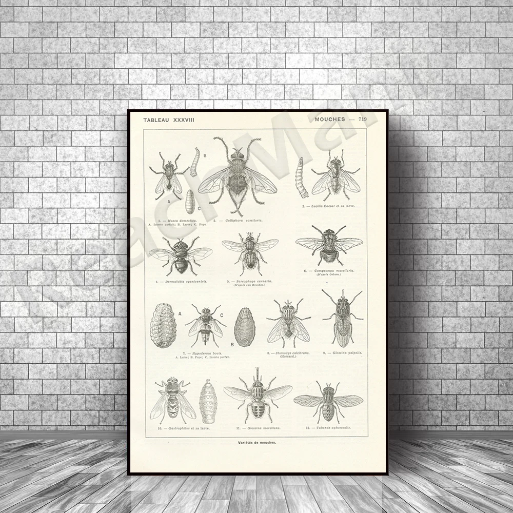 Little Fly Art from 1962. Vintage black and white insect art. Bug biology poster. Insect gift. bugs bug gift decoration
