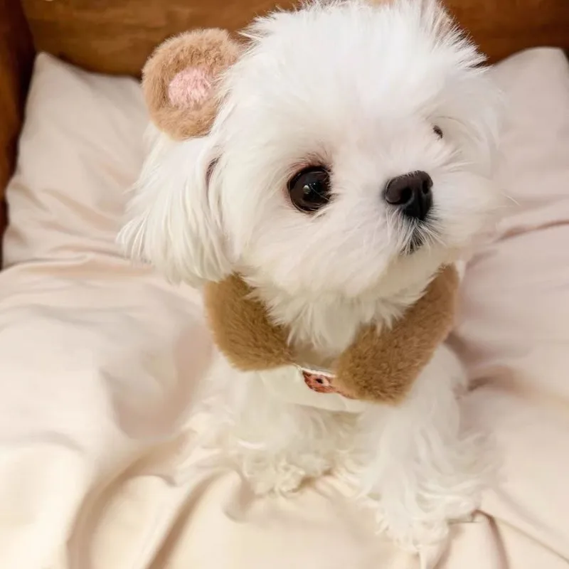 Bear Dog Coat Jacket Pet Clothing Thicker Soft Print Dogs Clothes Plush Vest Cartoon Warm Winter Warm Dog Clothes Chihuahua