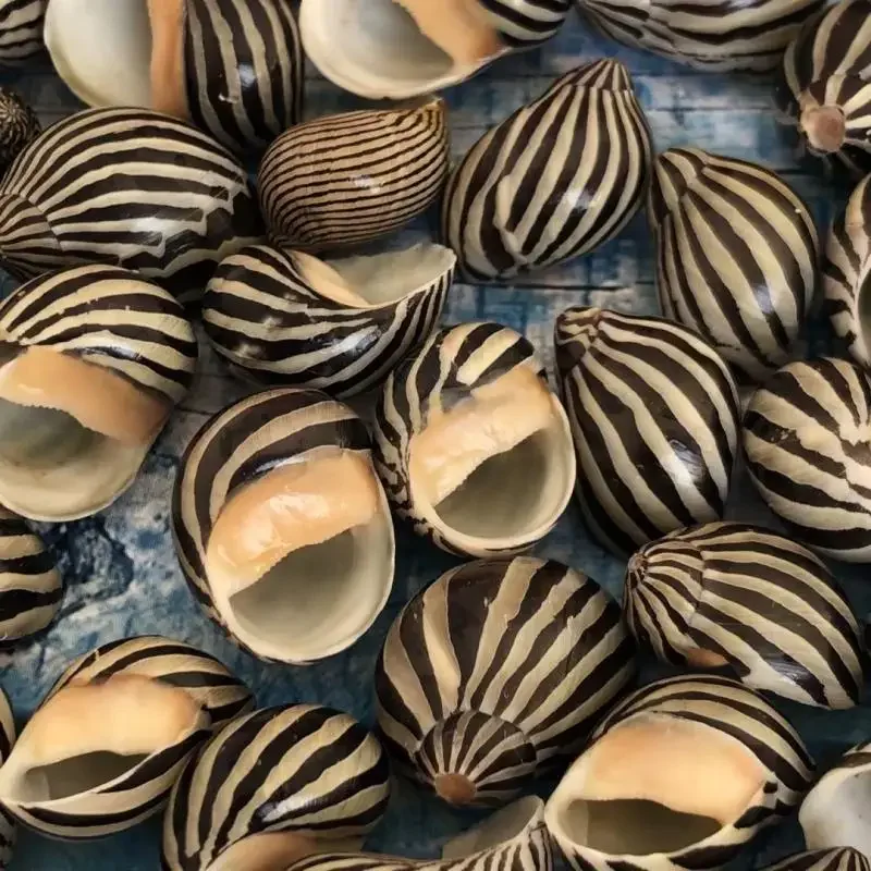 Natural Sea Snail Shell Rare Specimen Snail Snail Fish Tank Landscape Creative Gift Beach Decor Ocean Decor Seashells