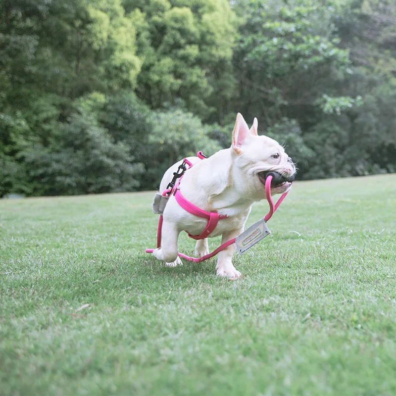 medium, and large dog leash, pet supplies