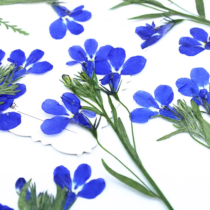 12 Stück, 6-10 cm, natürliche Lobelia-Pressblumen, echte getrocknete Blumen für wissenschaftliche Präsentationen, DIY-Lesezeichen, Lampendekoration, Harzanhänger, Bastelzubehör – Detail 2