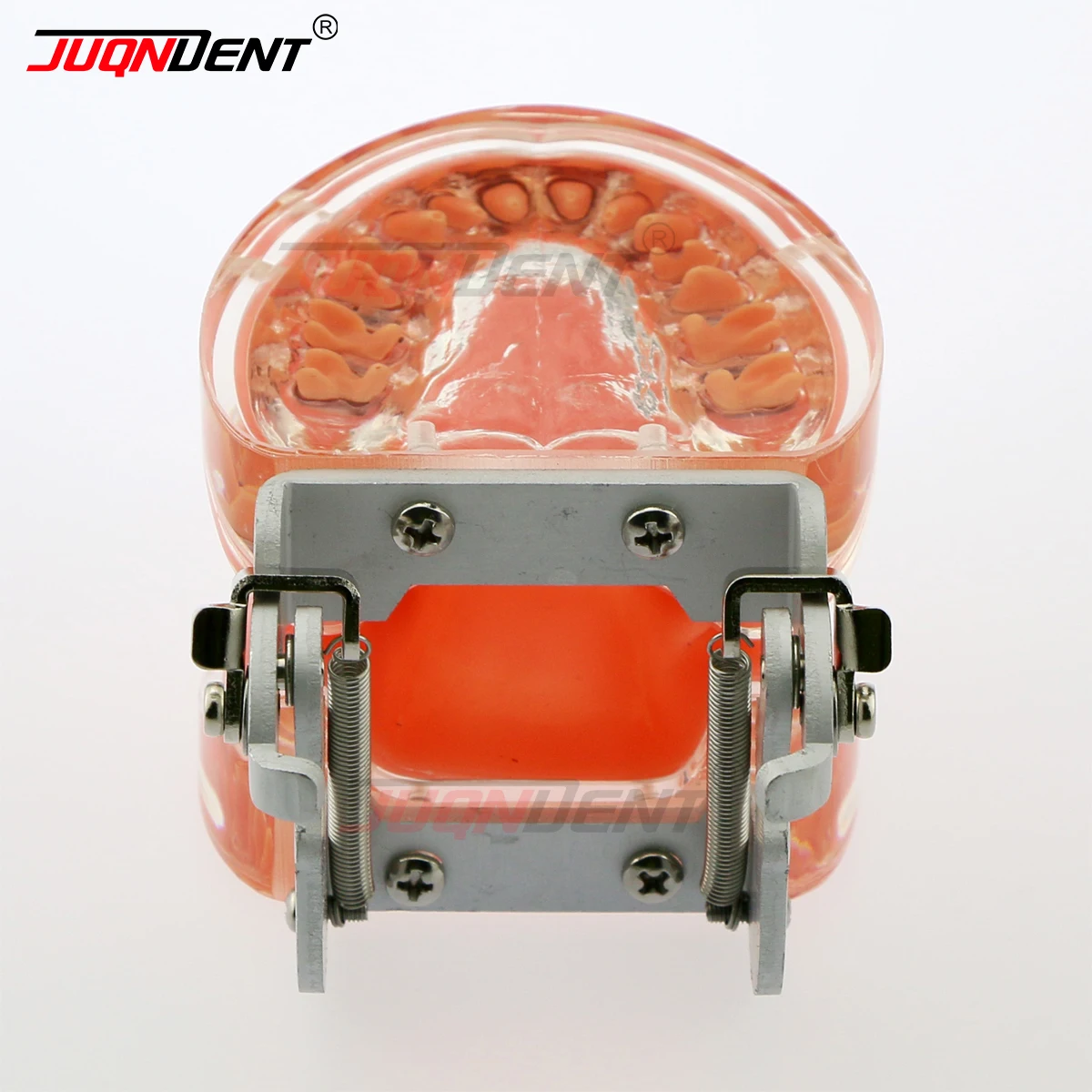 Thumbnail 4 - #42 Dental Teaching Models List of Top Picks