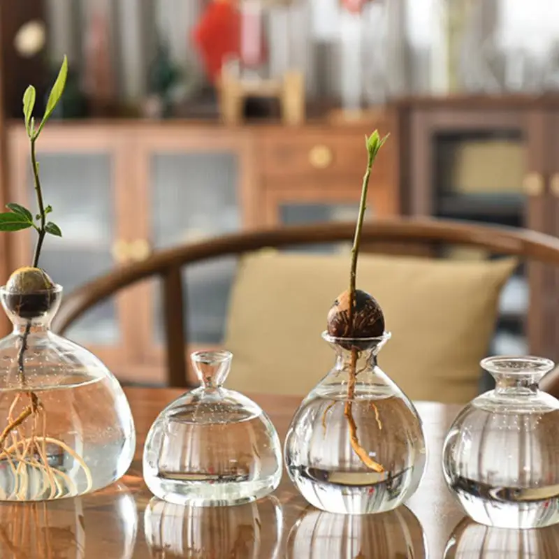 Avocado Tree Growing Kit Elegant Tree Growing Vase Stylish Glass Plant Pot Unique Glass Vases Clear Versatile Design For Indoor - Image 3