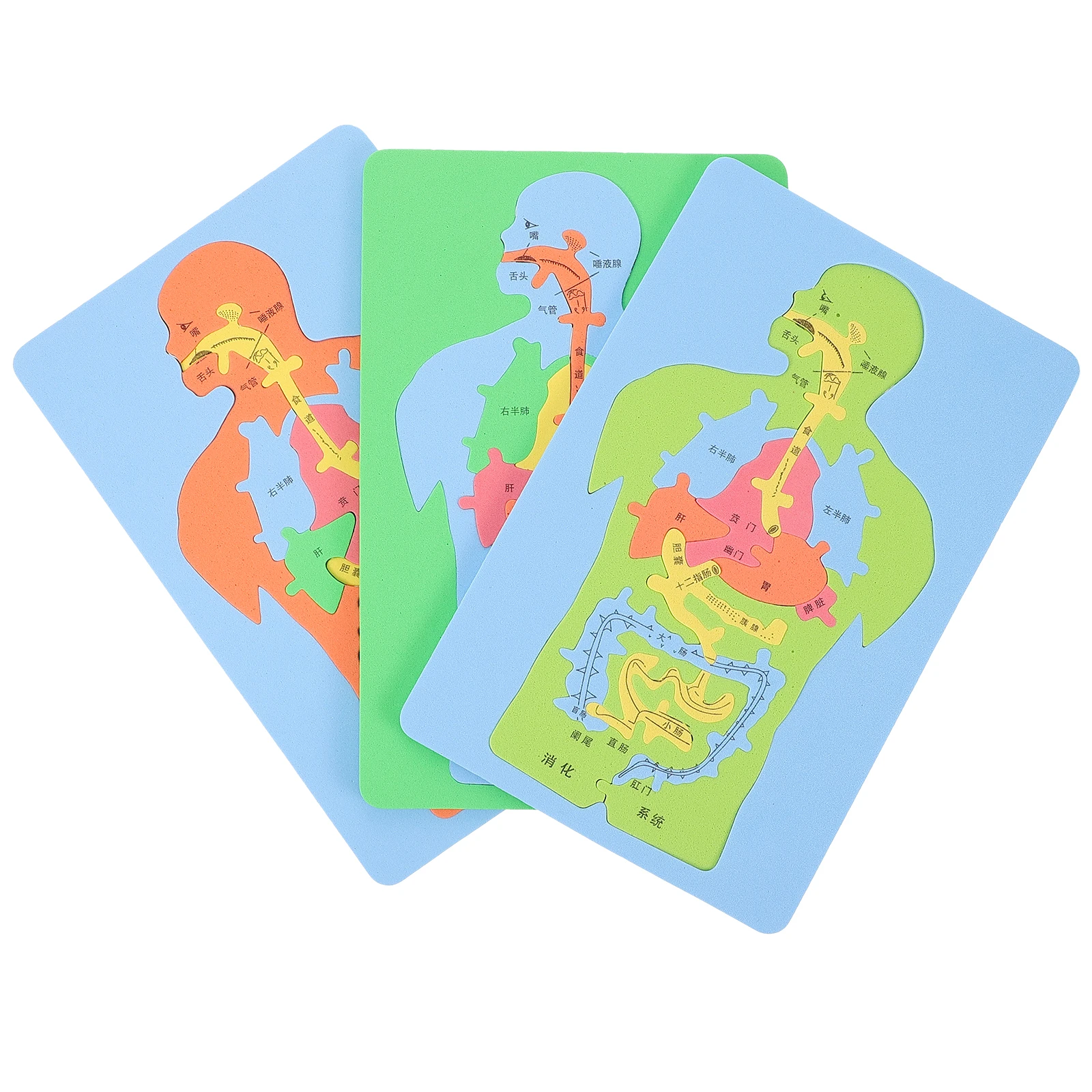 

3Pcs Human Organs Educational Puzzle Eva DIY Cognitive Body Organs Puzzle Teaching Aid Kids Science Anatomy Gift