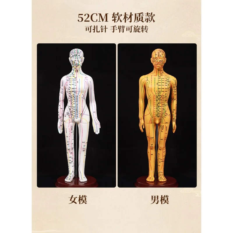 

Human model acupoints full body picture twelve bronze man simulation humanoid silicone