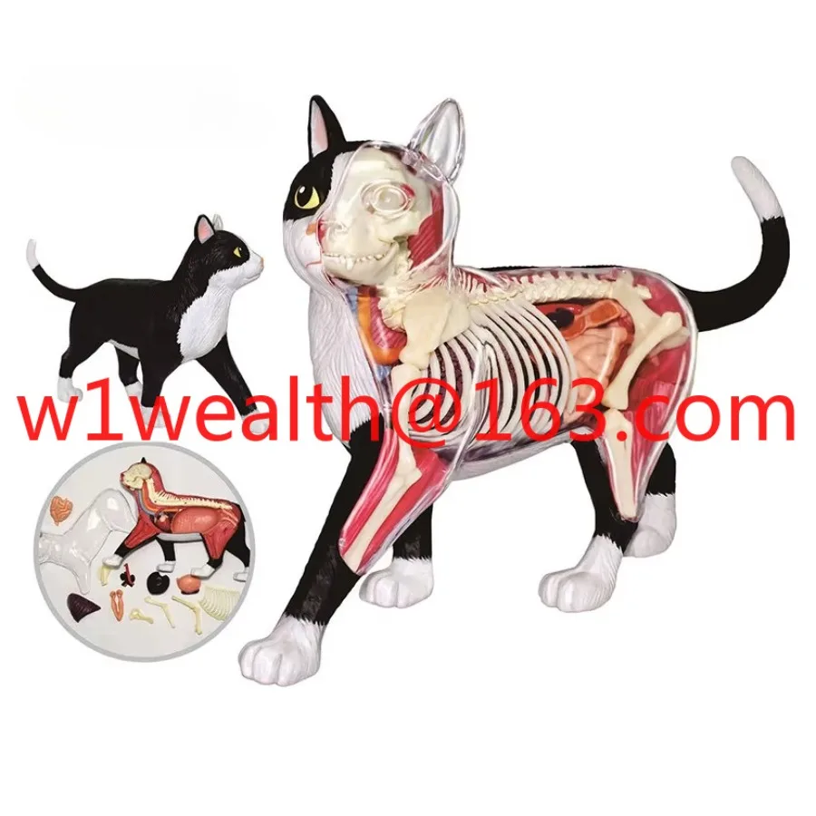 Simulated cat animal anatomy model for science children's gift teaching resources CE/ISO