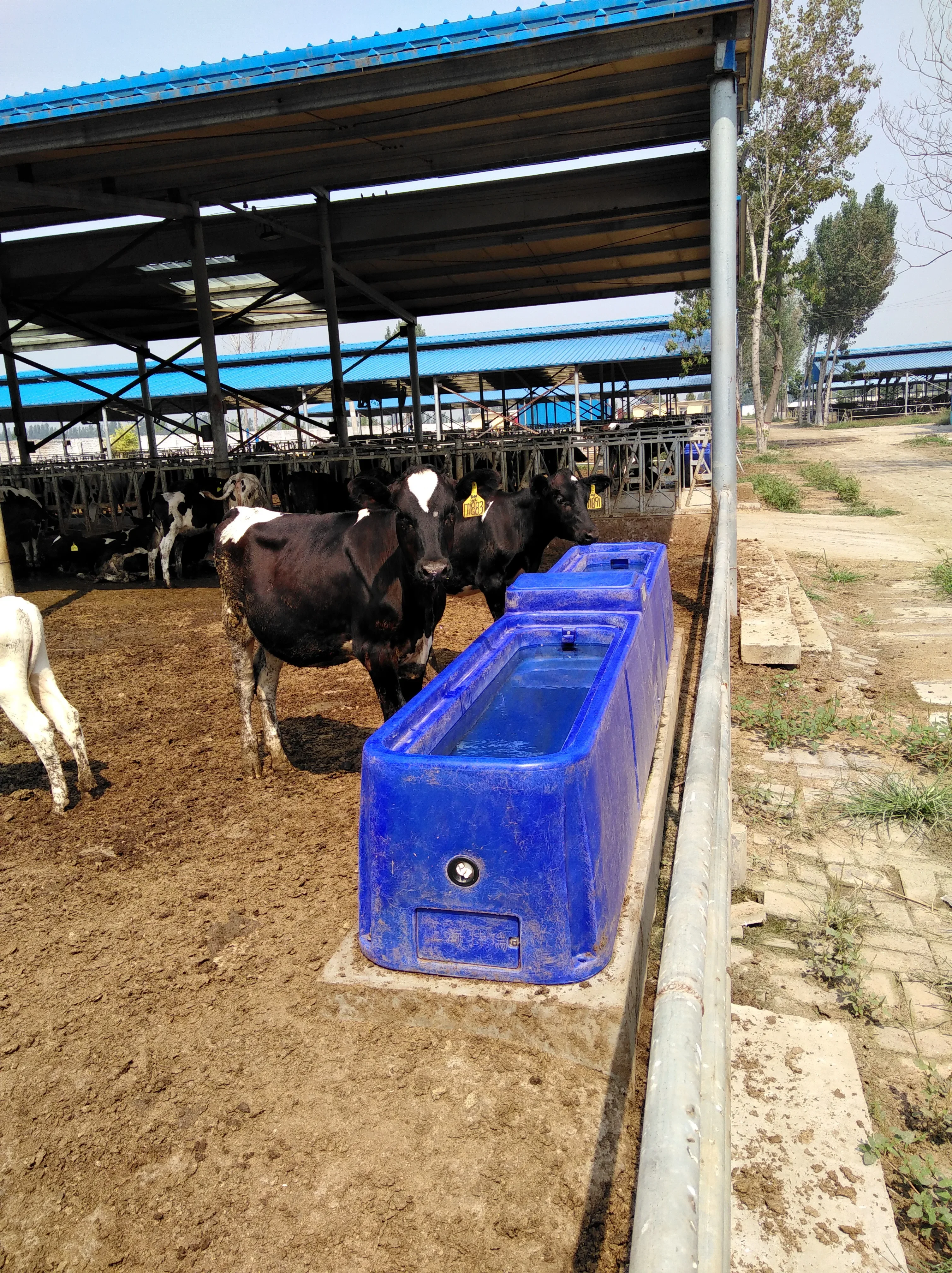 New Design Automatic Water Trough Pig Animal Drinkers Bebederos Cattle Winter Water Trough