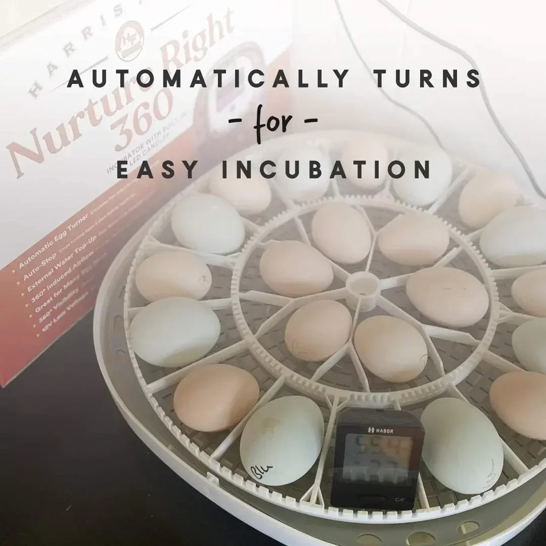Automatic Egg Turner with Temperatur.Manna Pro Nurture Right Egg Incubator for Hatching Chicks - Holds 22 Eggs