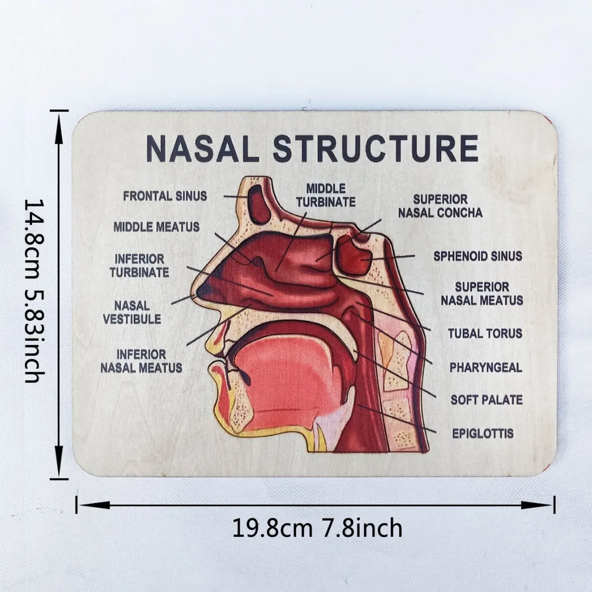 

DIY Wooden Puzzle Model Nasal Mouth Tooth Structure Cognitive Early Education Teaching Enlightenment 2layer Wood DIY Craft Decor