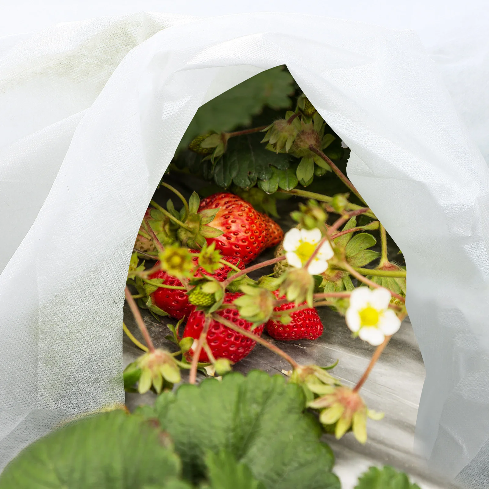 Cubierta protectora de plantas de lana no tejida para jardín, resistente al frío, reutilizable, cortable para diferentes tamaños, 2 uds.
