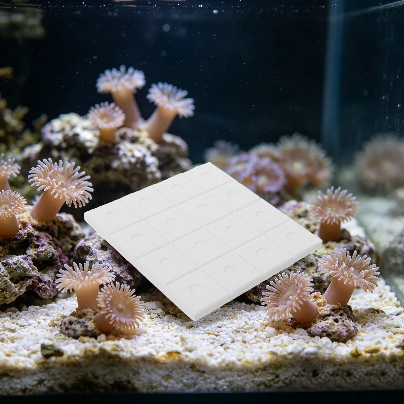 Base per Riproduzione Coralli, - Coral Frag Plug recensione e prezzo